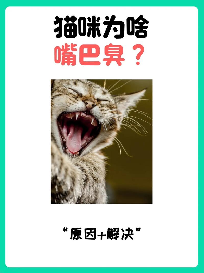 猫咪为什么会有口臭