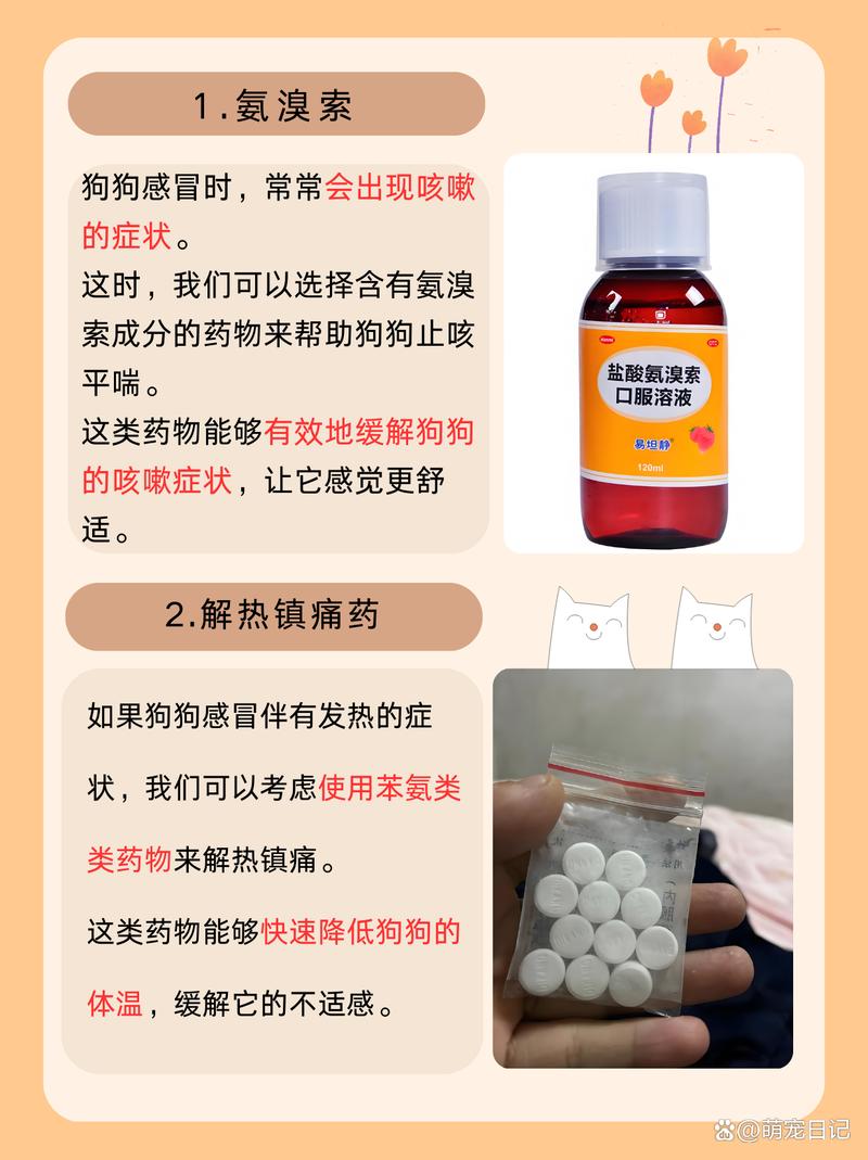 狗感冒吃什么人类的药