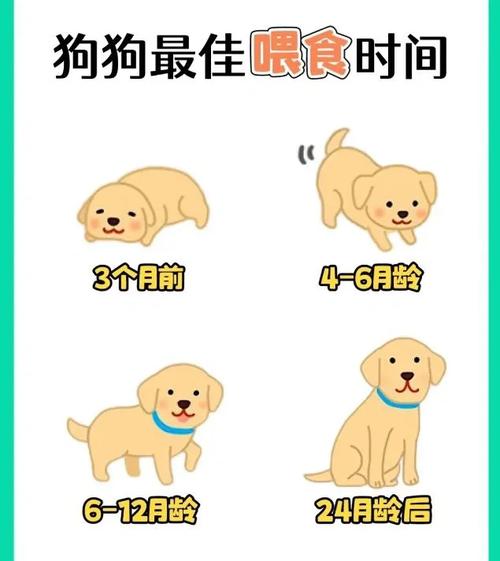 狗狗一天喂几次比较好呢