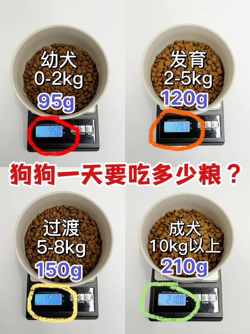 养到多大的狗可以开始吃成犬粮?