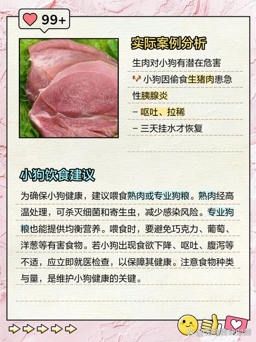 为什么不建议狗狗吃猪瘦肉