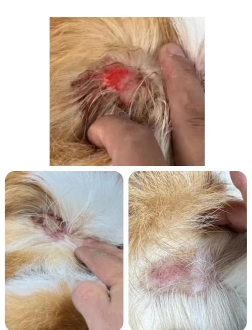 狗狗头部有化脓伤口该怎么办呢?