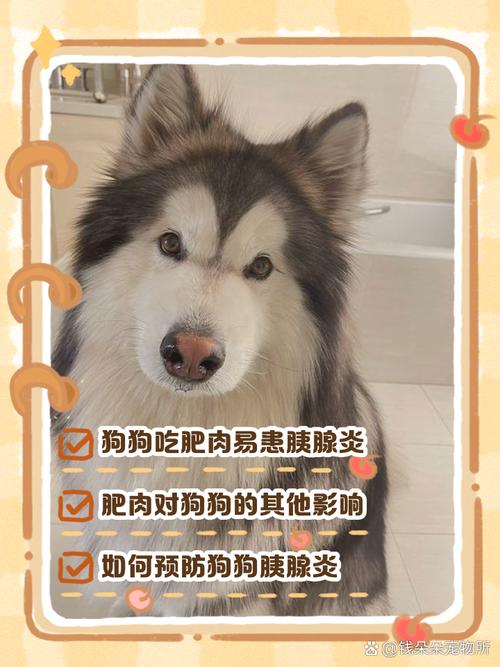 狗狗为什么不吃肥肉?