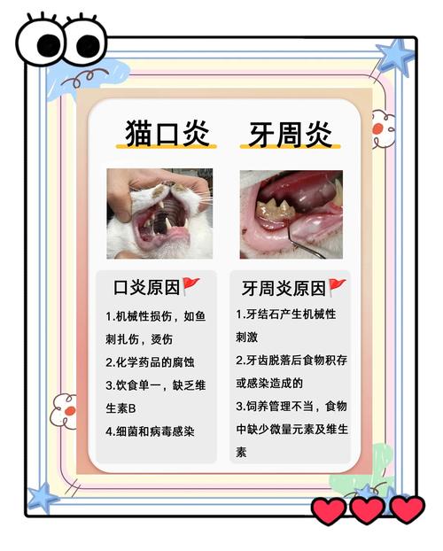 猫牙周炎症状与治疗方法