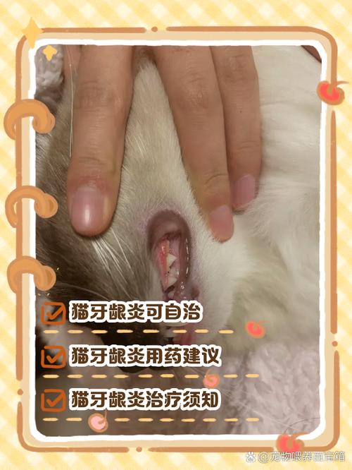 澳大利亚雾猫得了牙周炎,该怎么治疗?