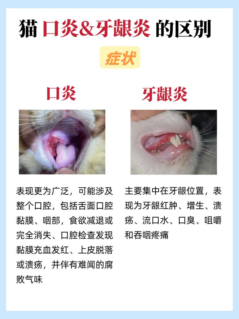 美国硬毛猫得了牙周炎,该怎么治疗?