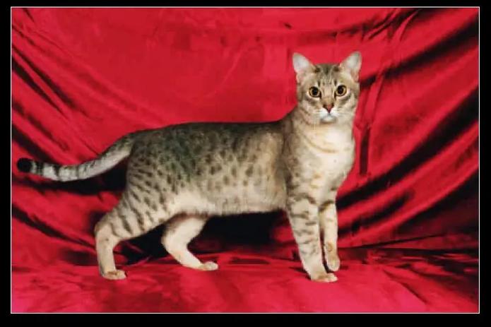 高地猫得了牙周炎,该怎么治疗?