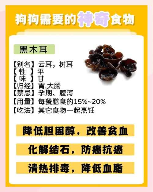 宠物狗狗可以吃木耳吗
