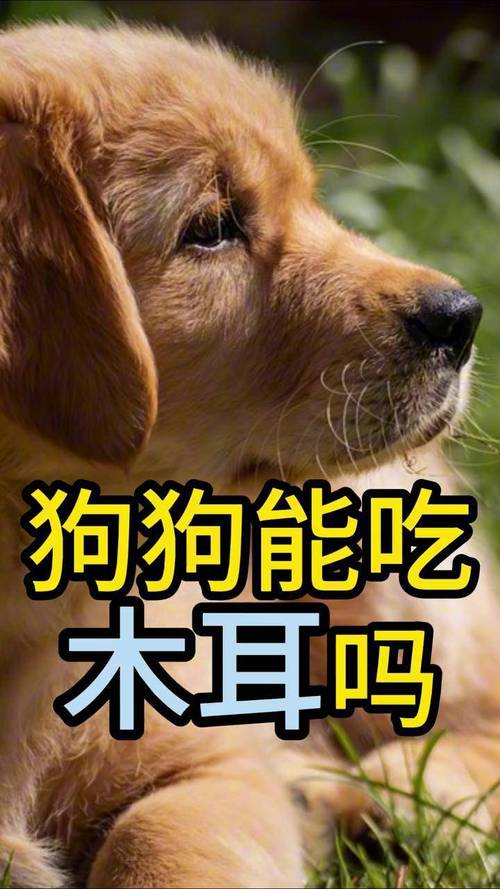 狗狗可以吃黑木耳吗
