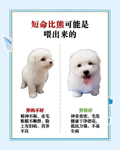 狗狗能吃什么补血的