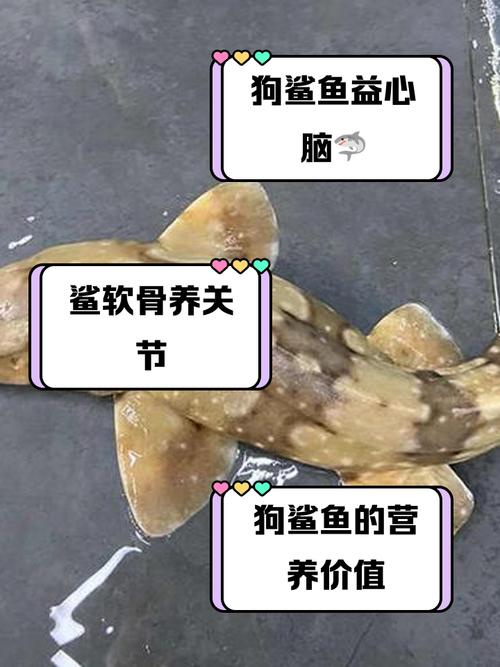 狗狗需要长期吃鲨鱼软骨素吗