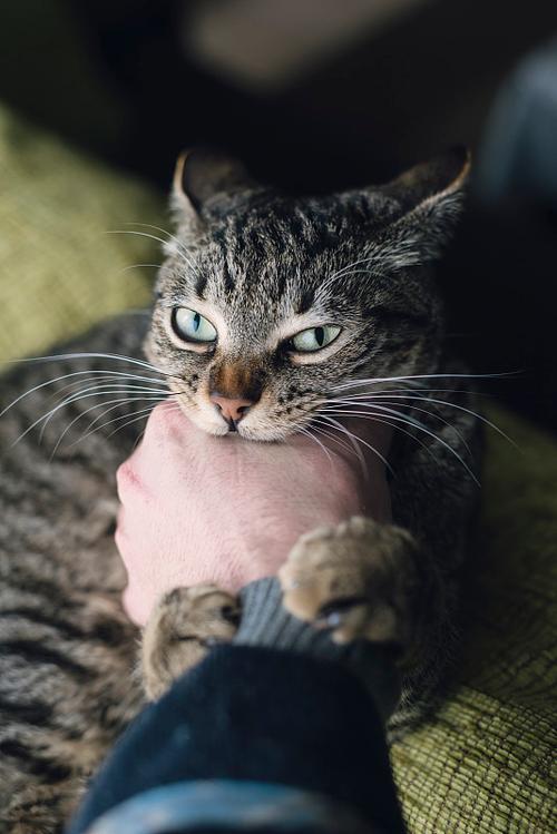 虎斑猫抓人咬人的原因及处理方法