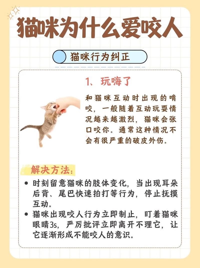 猫咪爱咬人怎么办?