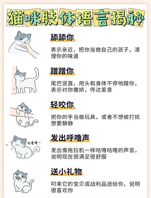 1分钟看懂猫咪咬人原因&解法