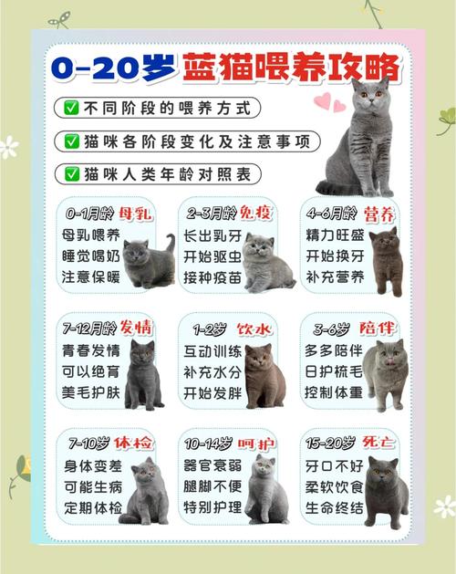不同成长阶段的猫应该怎么养?