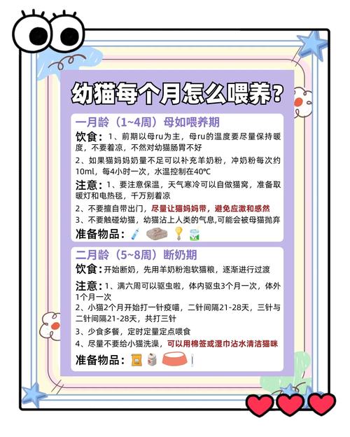 新手养猫|小白铲屎官必看,谨防踩坑