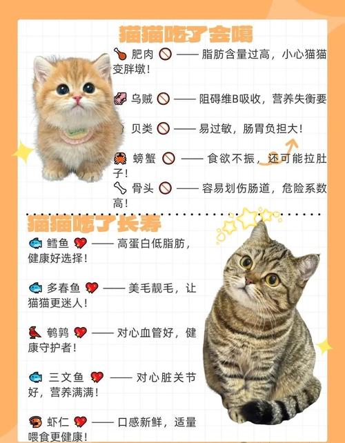 养猫必知!不同阶段的猫咪喂养要注意什么