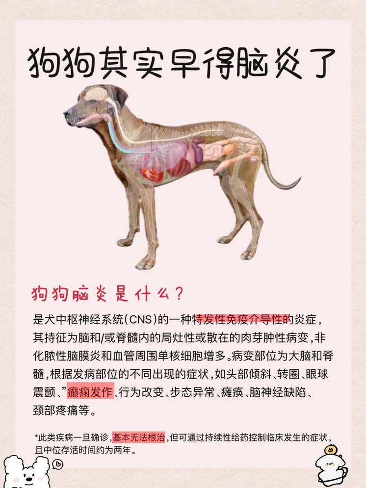 狗脑膜炎症状能治吗