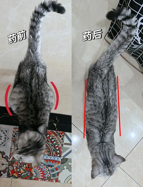 猫肝腹水如何治疗?