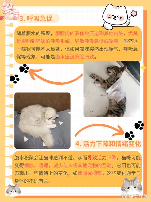 猫咪腹水怎么治疗
