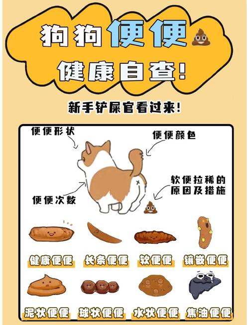 问一下,遛狗的时候,狗便便如何处理呢?有什么要注意的?