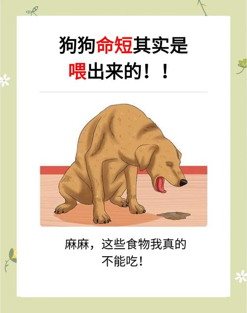 2个月狗萨姆耶吃了生羊油就很少吃东西了拉稀