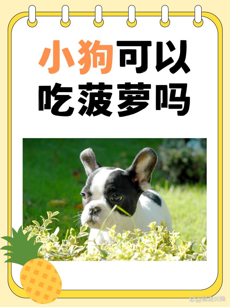 狗能吃凤梨吗为什么不能吃呢?