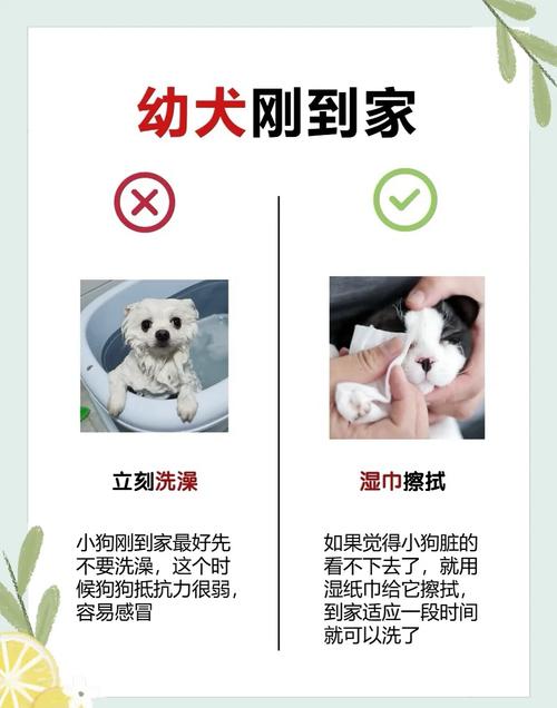 狗狗生产前可以洗澡吗?