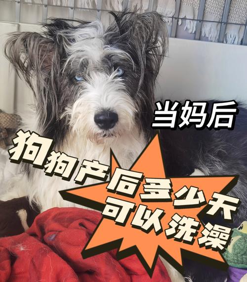 狗狗生产前可以洗澡吗