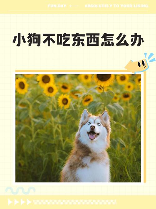 狗狗吃东西的时候不听话怎么办?