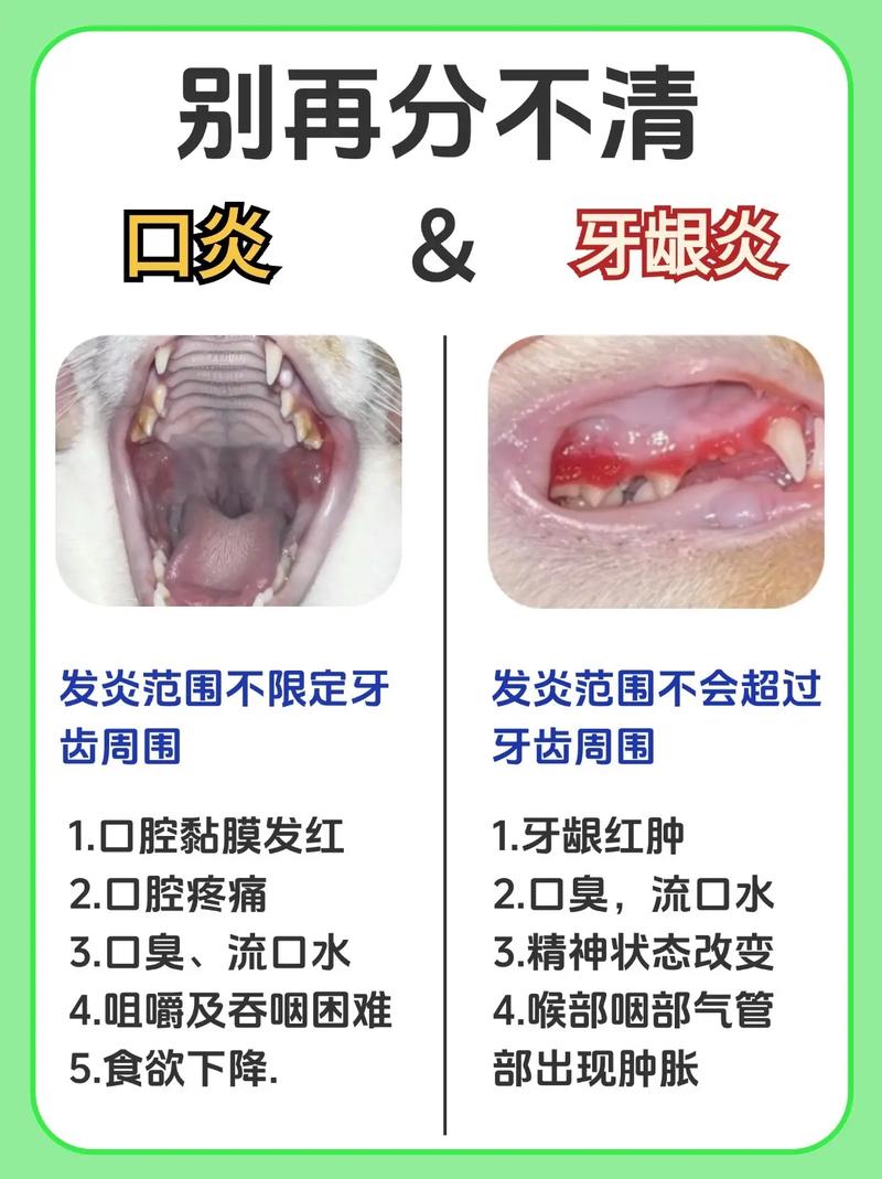 猫咪牙龈出血怎么办