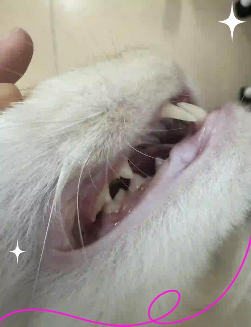 猫牙龈出血怎么办