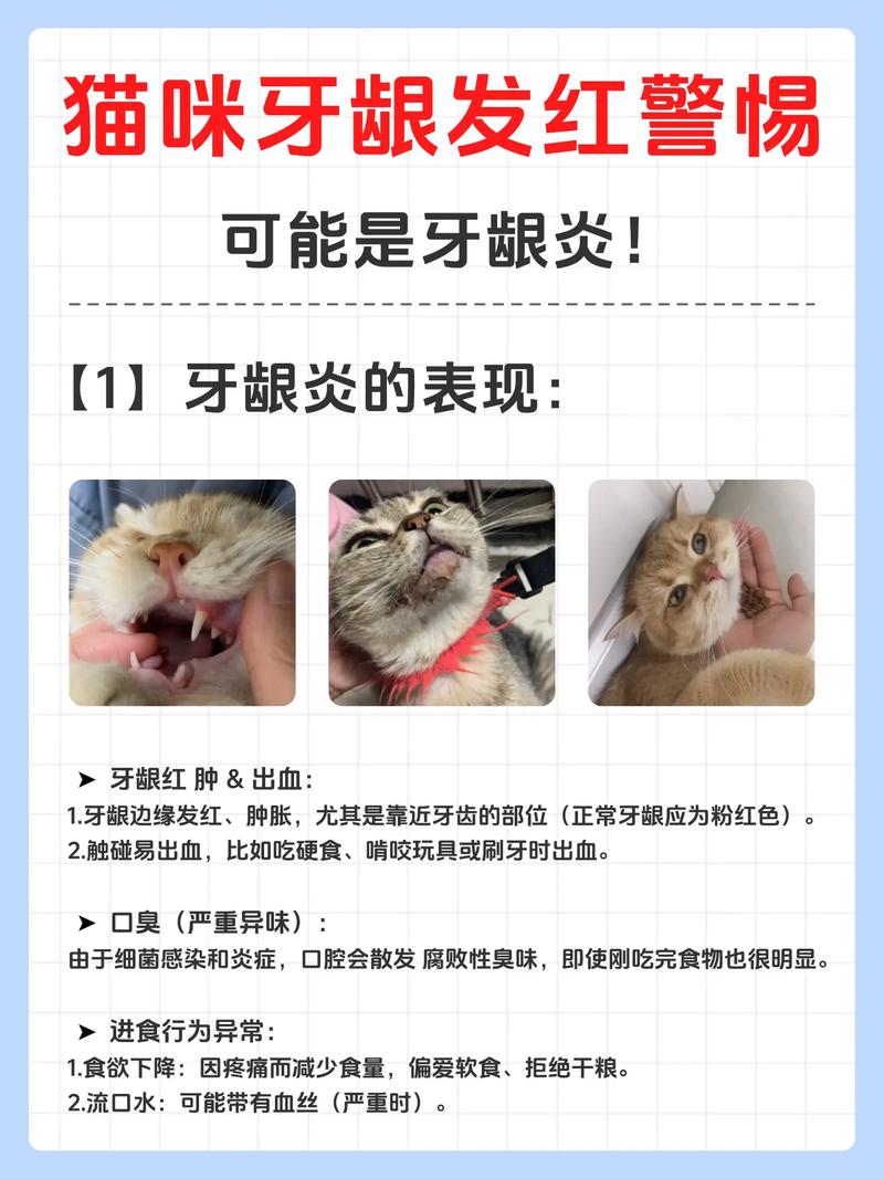 爪哇猫牙龈出血怎么办