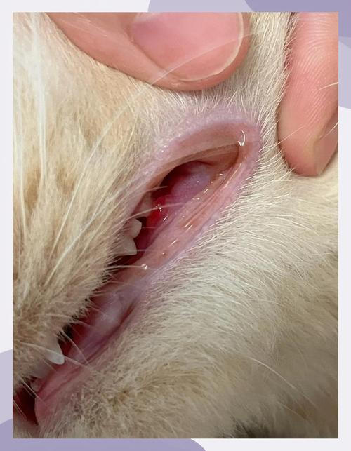 六个月猫牙龈出血