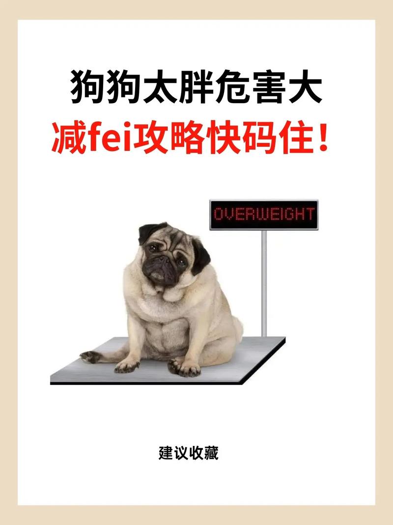 狗狗胖点才好看,那你就错了,这些危险在靠近!