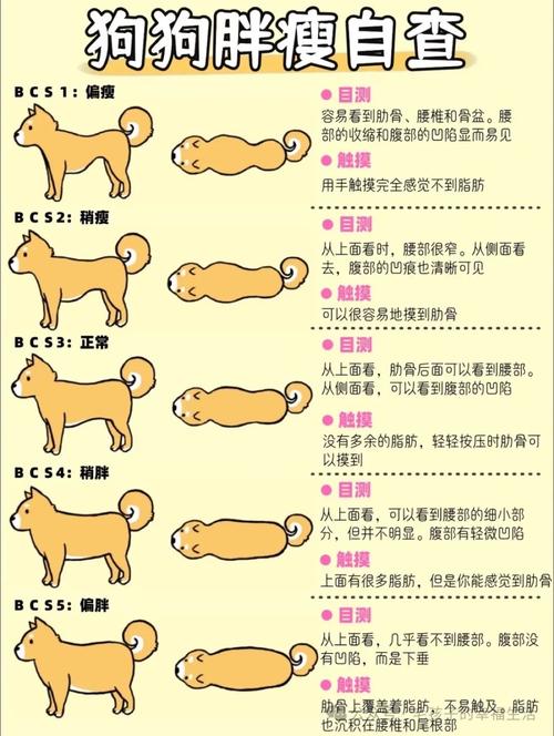 狗狗越胖越好吗?一般根据什么判断是否需要减肥?