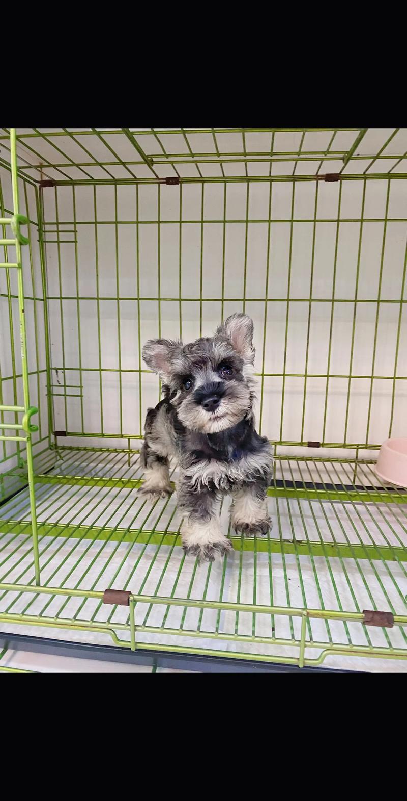 雪纳瑞幼犬是胖点好还是瘦点好