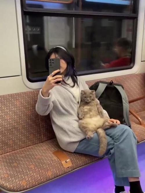 猫咪可以上地铁吗