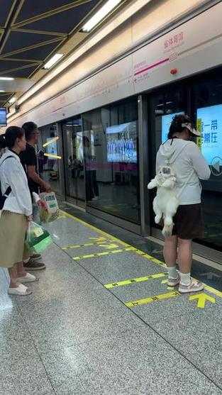 为什么可以带猫咪上地铁