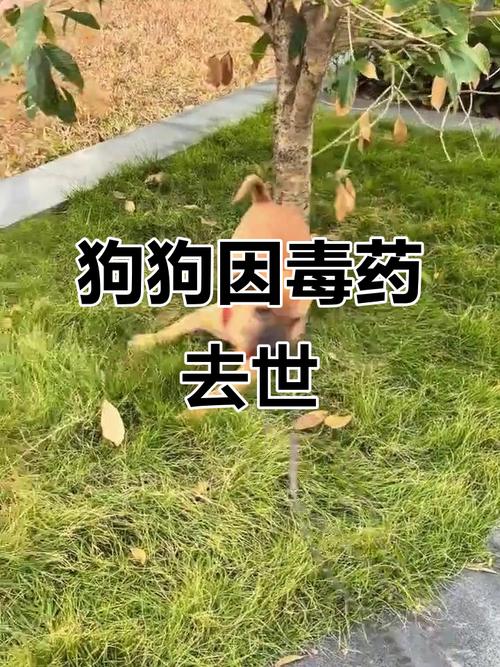 狗吃老鼠药多久有症状后多久死