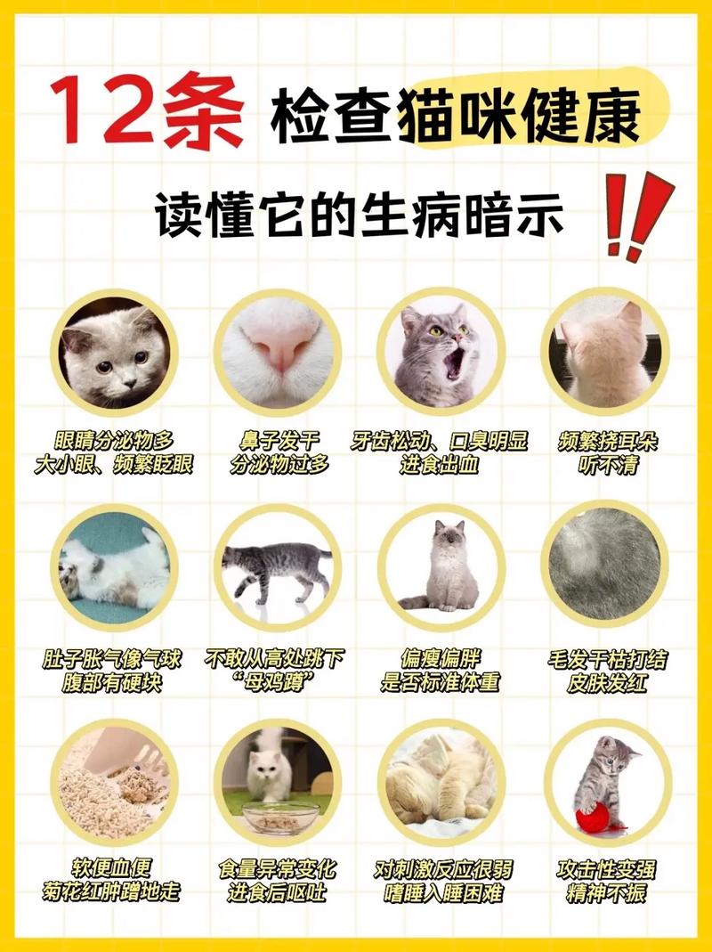 小猫猫生病了怎么办?