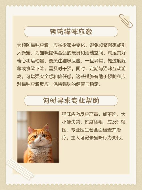 猫咪生病了怎么办?