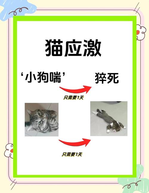 猫咪生病了会有哪些反常的行为?如何分辨和应对?