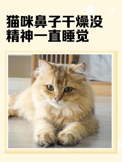 猫鼻子干不吃东西精神不好
