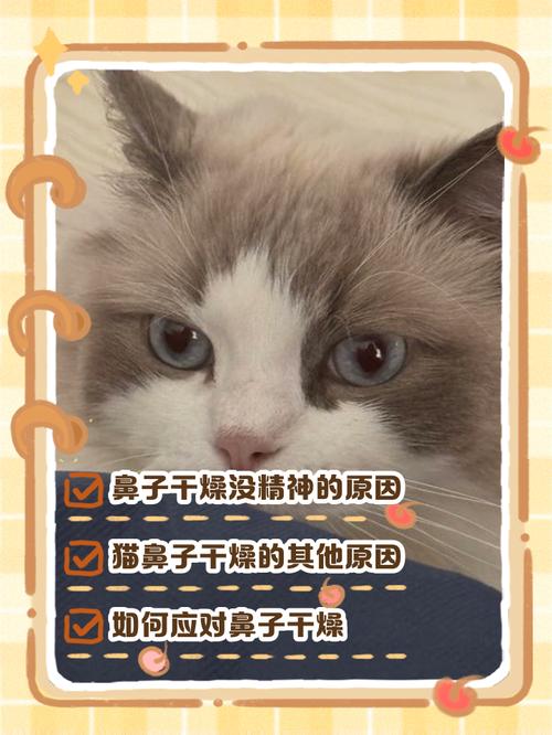 猫咪的鼻子干燥怎么办