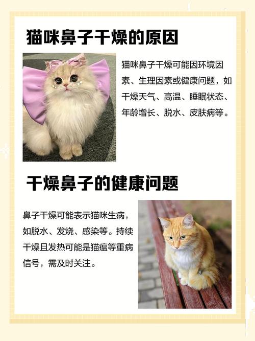 猫咪不吃不喝没精神鼻子干
