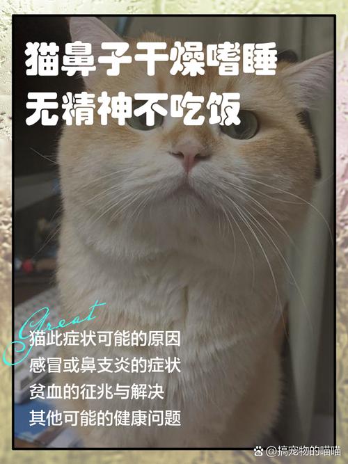 猫咪鼻子干不吃东西老趴着