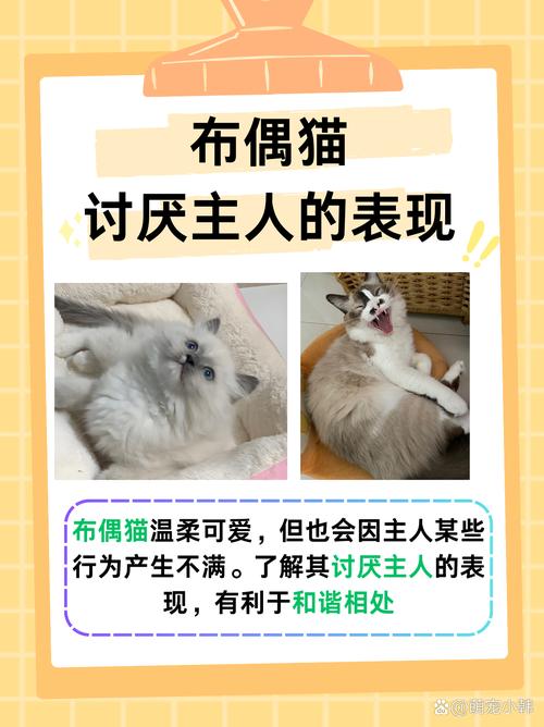 猫不喜欢主人的表现