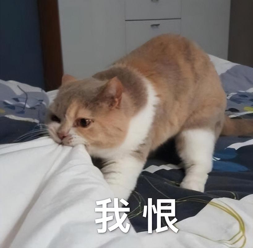 猫咪讨厌你了不喜欢你了想你了他不喜欢你