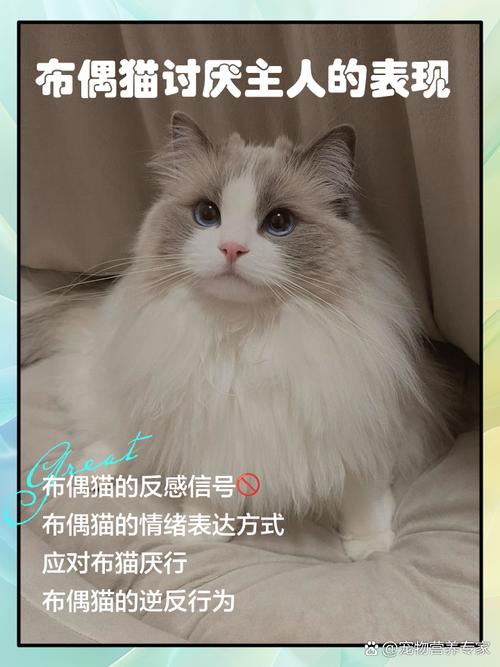 猫咪恨主人的7种表现,出现一半的话,说明它不喜欢你了